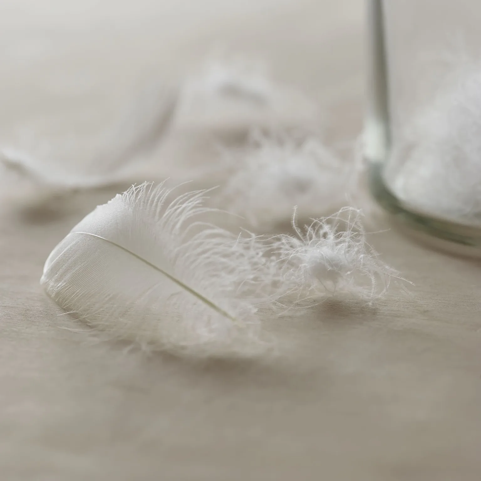 Animal Welfare & Down Traceability
