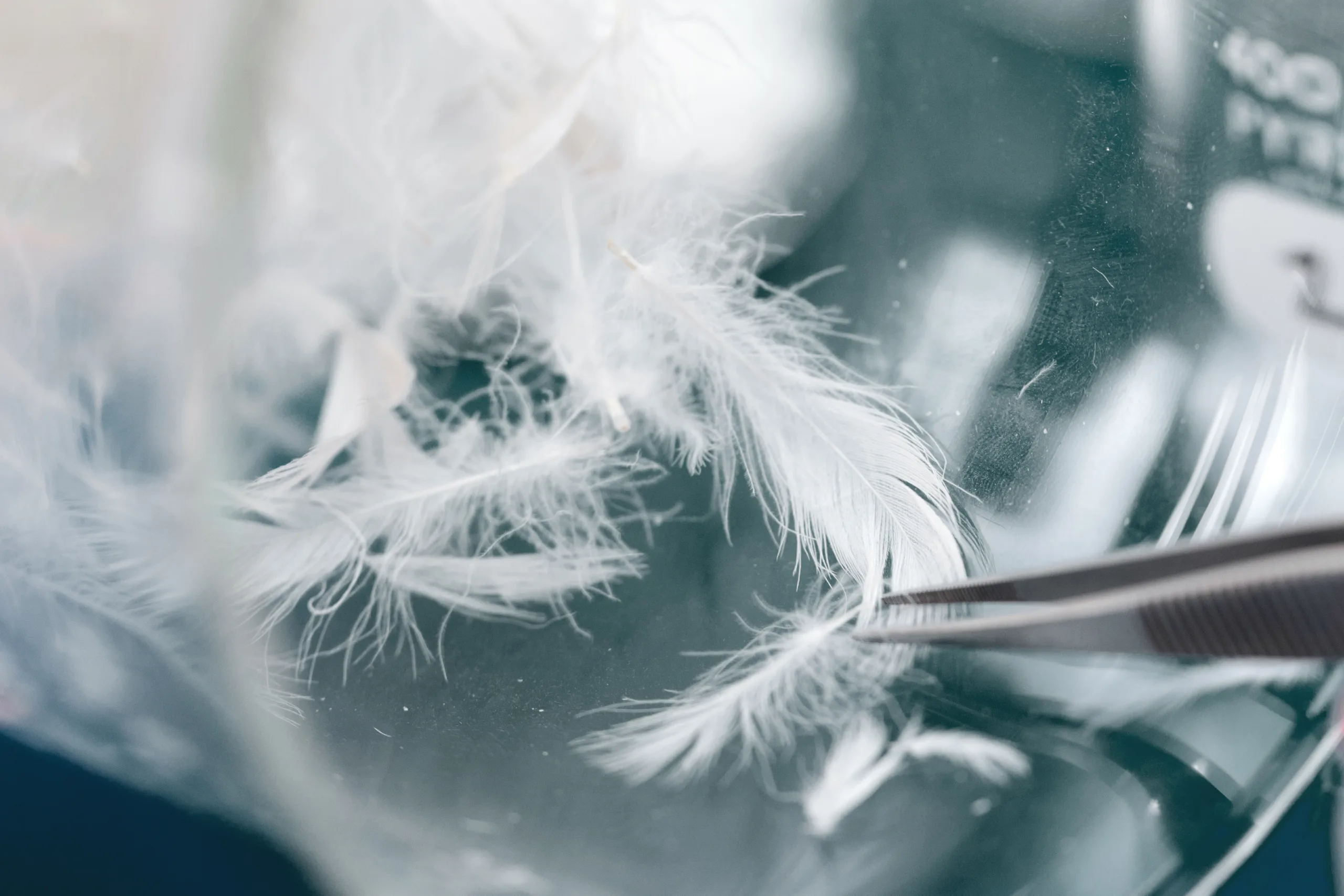 Eurasia-Lab-3724 Feather being processed in a lab