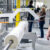 Industrial factory scene with a long conveyor belt and workers observing machinery near safety rails and fencing the background.
